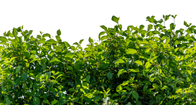 Silky cornel branches or silky dogwood as frame border
