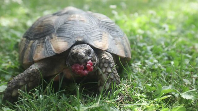 Pet owner giving his turtle ripe raspberry to eat in grass on back yard. Domestic life with pet. Real time in 4K resolution.
