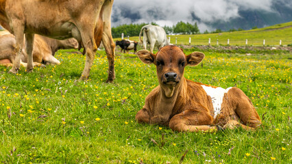 Cows and calfs on the meadow in the mountains of the Caucasus
