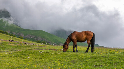 Obraz premium Horse grazing on the green meadow in the mountains of the Caucasus