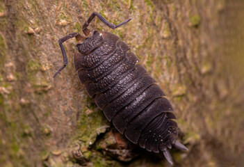 macro of an isopod on a tree