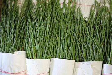 Piles of sea beans, green fresh sea beans, sea beans background