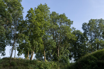 Fototapeta premium Different trees growing together in the forest