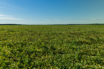 Agricultural field with green beans - obrazy, fototapety, plakaty