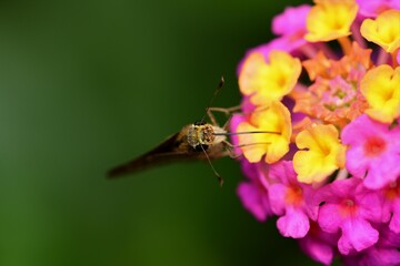 Moth on Lantana flower