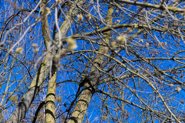 leafless trees in early spring in sunny weather
