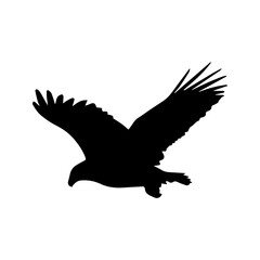 beautiful bird silhouette