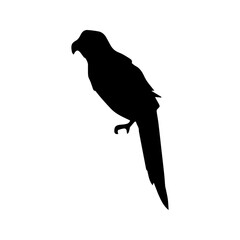 Fototapeta premium beautiful bird silhouette