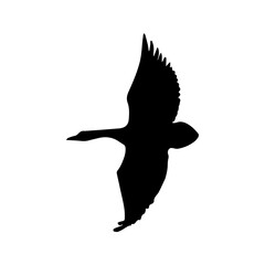 beautiful bird silhouette