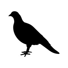 beautiful bird silhouette