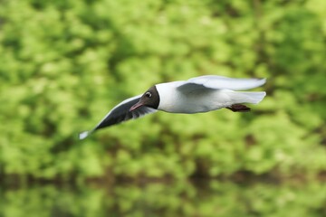 Beautiful green background with black-headed gull in flight over the pond.