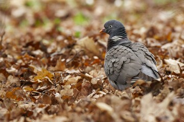 Common wood pigeon in the autumn leafs.