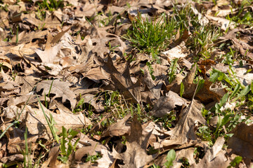old dry foliage on the grass in the spring season