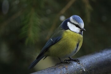 Obraz premium Beautifuly looking blue tit sitting on the handrail in the early spring time. 