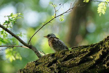 Fieldfare in beautiful colorful sunset background.
