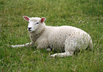 Naklejka na ściany i meble Ein junges Schaf liegt im Gras und schaut mich neugierig an. Das Foto entstand im Juni 2023 auf dem Deich an der Nordsee in der Nähe von Sankt Peter Ording und Büsum