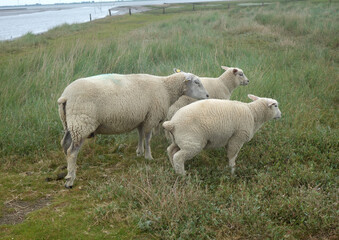 Drei Schafe. Ein Mutterschaf mit zwei Nachwuchsschafen.
