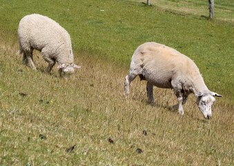 Obraz na płótnie Canvas Zwei Schafe auf einem Deich grasen
