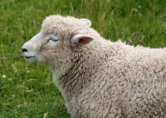 Naklejka na ściany i meble Ein junges Schaf aus der Nähe fotografiert.