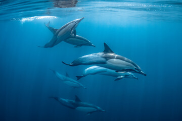 pod of common dolphins (Delphinus delphis) swimming in the Atlantic Ocean near the Western Cape...