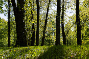 deciduous trees and green grass in the spring season in sunny weather