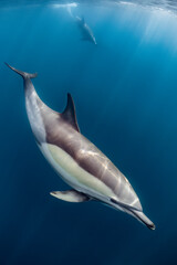 Fototapeta na wymiar pod of common dolphins (Delphinus delphis) swimming in the Atlantic Ocean near the Western Cape coast of South Africa