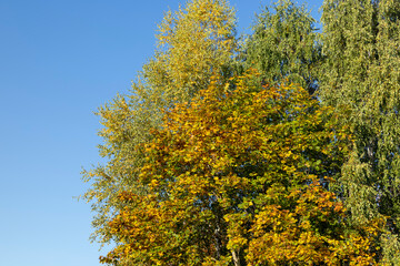 Fototapeta premium Birch forest with trees with yellow and green foliage