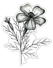 Black and White Hand Drawn Marigold Flower Composition Sticker Isolated on White Background. Marigold Flower Composition Sticker Drawn by Black Pencil.