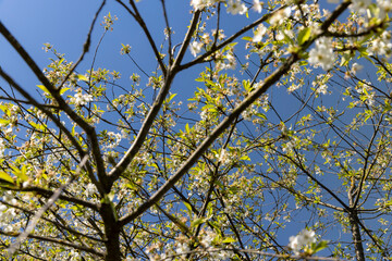 the first foliage on a cherry blossoming with white flowers in spring