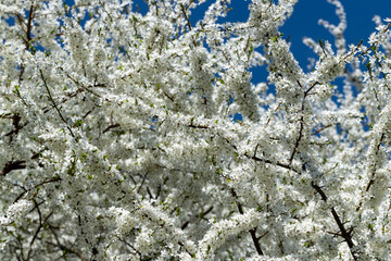 white cherry blossoms in the spring season, beautiful cherry
