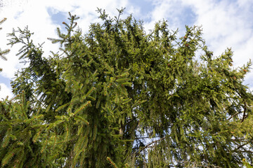 some of the trees ate in the spring season in cloudy weather