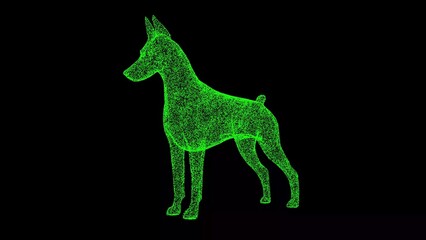 3D dog Doberman on black background. Object made of shimmering particles. Pets care concept. For title, text, presentation. 3d animation.