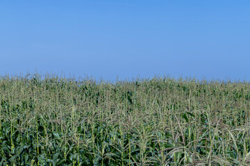 Green corn in a field in the sunny summer season