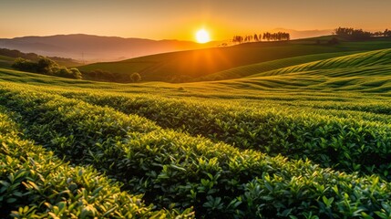 Beautiful big green tea plantation at sunset. Chinese tea field of black tea crops during a beautiful sunrise. Wide shot of a beautiful hill landscape with a Camellia sinensis farm.