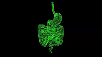 3D stomach and intestines on black bg. The human digestive system. Scientific medical concept. For title, text, presentation. Object dissolved flickering particles. 3d animation.