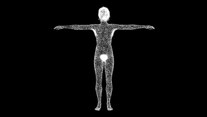 Obraz premium 3D naked woman on black bg. Medical animation of a woman with breast. 3d female or woman anatomy. Body biology medicine education concept. For title, text, presentation. 3d animation.