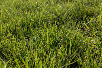 field with grass for harvesting fodder for cows