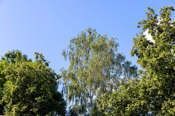 Trees in a mixed forest in summer