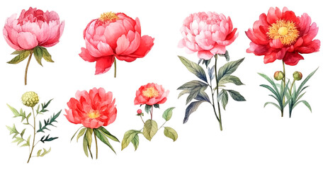 Fototapeta premium Watercolor Illustration Set of Paeonia Lactiflora Flowers, Bouquets and Wildflowers