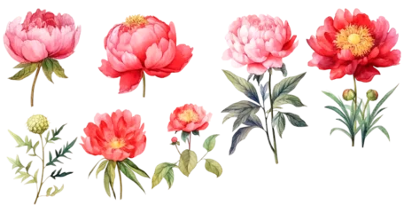 Foto auf Acrylglas Watercolor Illustration Set of Paeonia Lactiflora Flowers, Bouquets and Wildflowers © Teerawan