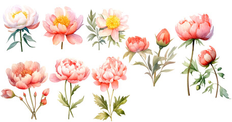 Bundle of Watercolor Illustrations Set of Paeonia Lactiflora Flowers with Expressions of Leaves and Branches