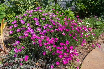 Dianthus deltoides, carnation pink flowers - ground cover plant for alpine hills in bloom. Selective focus, beautifully blended flowers in the garden