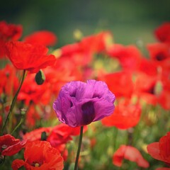 Obraz premium Purple poppy flower among red ones - uniqueness. Beautiful poppies blooming in the field. Beautiful summer background with flowers.