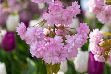 Sakura flowers grow in spring season in city park. Branches of pink japanese cherry blossoms on tree in sunny day. Flora nature texture prunus serrulata. Flower carpet from buds sakura. Springtime.