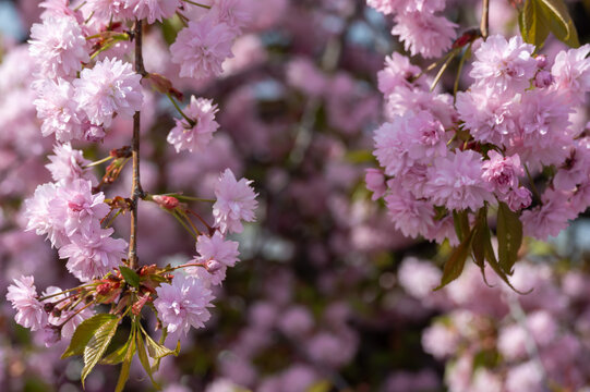 Sakura flowers grow in spring season in city park. Branches of pink japanese cherry blossoms on tree in sunny day. Flora nature texture prunus serrulata. Flower carpet from buds sakura. Springtime.