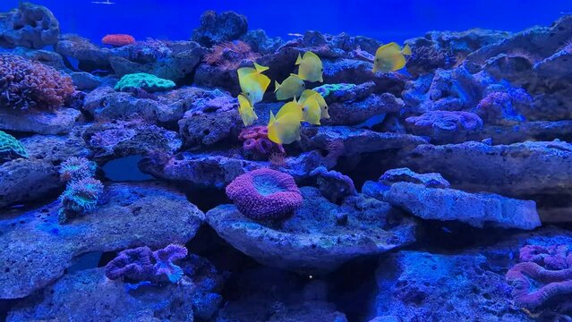 exotic yellow fish in the aquarium close-up