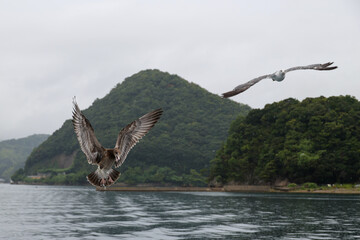 seagulls in flight