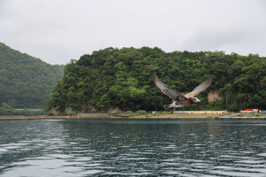 seagull in the sea