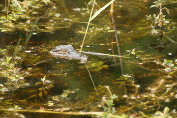 Baby Alligator