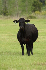 a Black Cow